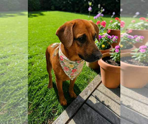 Medium Photo #6 Black Mouth Cur-Unknown Mix Puppy For Sale in McKinney, TX, USA