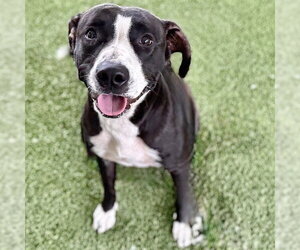 American Staffordshire Terrier-Unknown Mix Dogs for adoption in Tavares, FL, USA