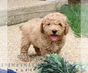 Goldendoodle (Miniature) Puppy for sale in LANCASTER, PA, USA