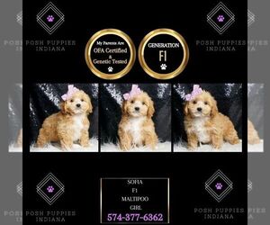 Maltipoo Puppy for sale in WARSAW, IN, USA