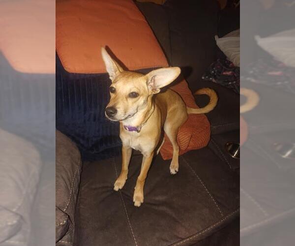 Medium Photo #2 Mutt Puppy For Sale in San Antonio, TX, USA