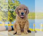 Puppy Skye Golden Retriever