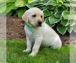 Small Photo #6 Labrador Retriever Puppy For Sale in PARKESBURG, PA, USA