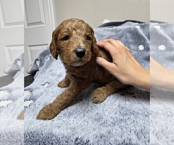 Medium Photo #18 Goldendoodle Puppy For Sale in COLLINSVILLE, IL, USA