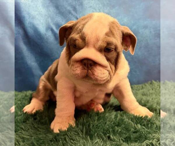 Medium Photo #4 English Bulldog Puppy For Sale in CENTERTON, AR, USA