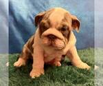 Illy - Female English Bulldog Puppy for Sale - Photo #4