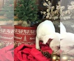 Small Photo #4 Boxer Puppy For Sale in SHREVE, OH, USA