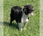 Small Photo #1 Border Collie Puppy For Sale in DOUGLASS, KS, USA