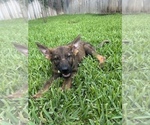 Puppy Yellow Houdini German Shepherd Dog