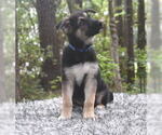 Puppy 5 German Shepherd Dog