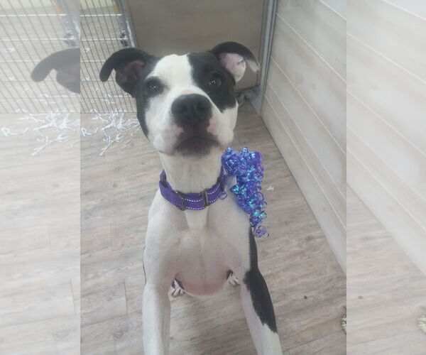 Medium Photo #8 Mutt Puppy For Sale in Murfreesboro, NC, USA