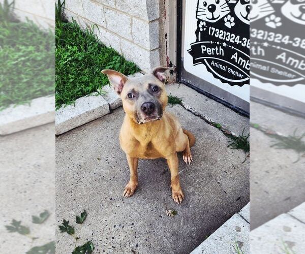 Medium Photo #3 American Staffordshire Terrier-Unknown Mix Puppy For Sale in Perth Amboy, NJ, USA