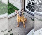 Small #2 American Staffordshire Terrier Mix