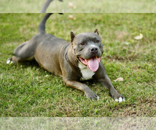 Medium Photo #3 American Pit Bull Terrier Puppy For Sale in Yuba City, CA, USA