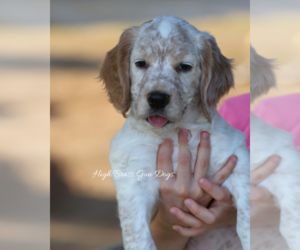 English Cocker Spaniel Puppy for sale in HATCH, NM, USA