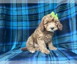 Small #3 Cavapoo