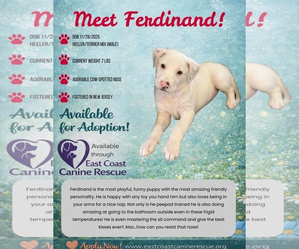 Medium Photo #5 Mutt Puppy For Sale in pomfret, CT, USA