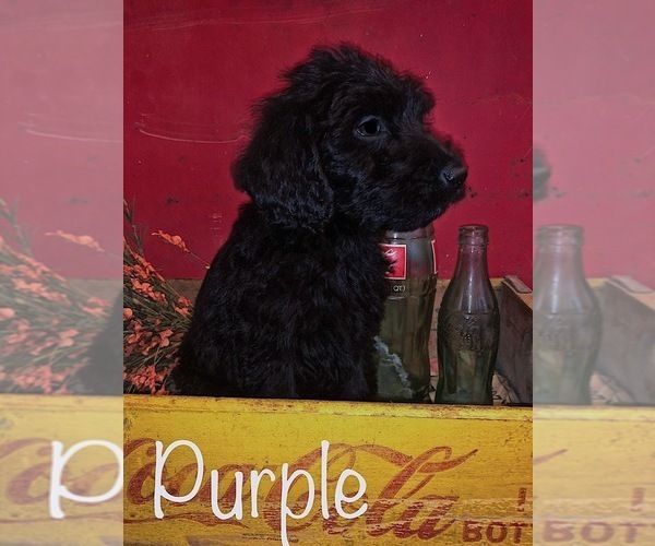 Medium Photo #2 Labradoodle Puppy For Sale in LUDLOW, MO, USA