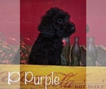 Small Photo #2 Labradoodle Puppy For Sale in LUDLOW, MO, USA