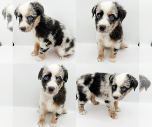 Miniature Australian Shepherd Puppy for sale in BROOKER, FL, USA