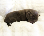 Small #6 Labrador Retriever