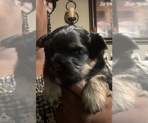 Morkie Puppy for sale in COLUMBIA, SC, USA