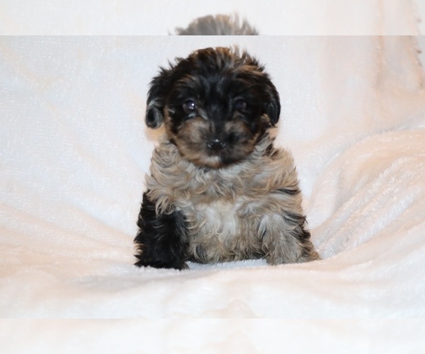 Medium Photo #4 Yorkiepoo mix (+ Poodle Toy) Puppy For Sale in DYERSBURG, TN, USA