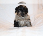 Small #3 Yorkiepoo mix (+ Poodle Toy)