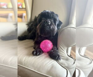 Shih Tzu-Unknown Mix Dogs for adoption in Mooresville, NC, USA