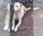 Small Labrador Retriever Mix