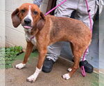 Small #6 Retriever  Mix