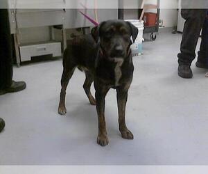 Anatolian Shepherd Dogs for adoption in Fayetteville, NC, USA