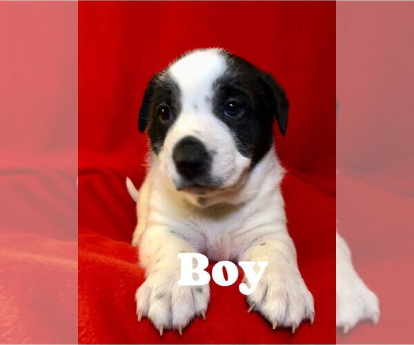 Medium Photo #3 Catahoula Leopard Dog-Unknown Mix Puppy For Sale in Hillsboro, MO, USA