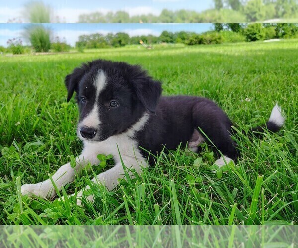 Medium Photo #5 Border Collie Puppy For Sale in NORBORNE, MO, USA