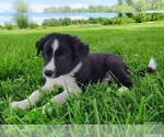 Small #4 Border Collie