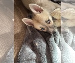 Small #84 Pomsky