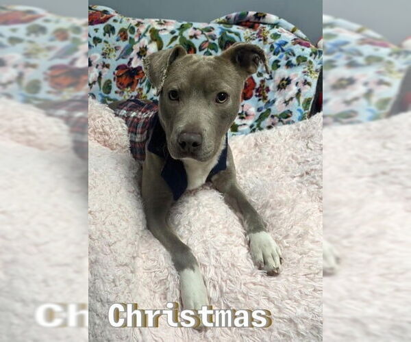 Medium Photo #1 American Pit Bull Terrier-Unknown Mix Puppy For Sale in Rockaway, NJ, USA