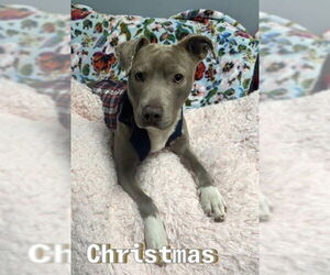 American Pit Bull Terrier-Unknown Mix Dogs for adoption in Rockaway, NJ, USA