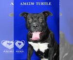 Small #1 American Pit Bull Terrier