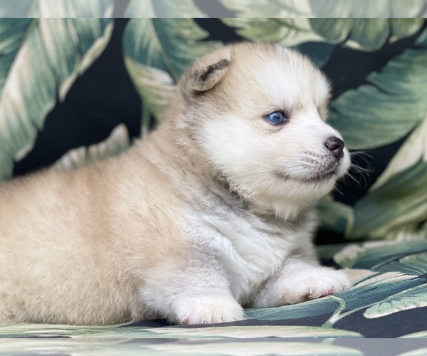 Medium Photo #4 Pomsky-Siberian Husky Mix Puppy For Sale in WINDERMERE, FL, USA