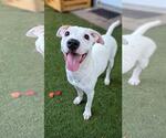 Small Boxer Mix