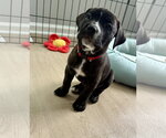 Small #2 American Staffordshire Terrier Mix