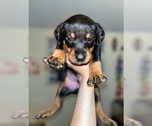 Doberman Pinscher Puppy for sale in HILTON, NY, USA