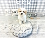 Small Photo #2 Havachon Puppy For Sale in MARIETTA, GA, USA