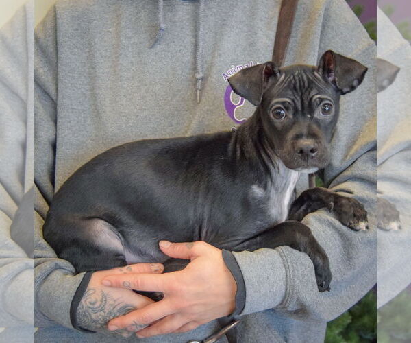 Medium Photo #4 Italian Greyhuahua Puppy For Sale in Huntley, IL, USA