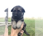 Small Photo #30 German Shepherd Dog Puppy For Sale in APLINGTON, IA, USA