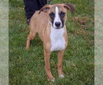 Small #3 American Staffordshire Terrier-Boxer Mix