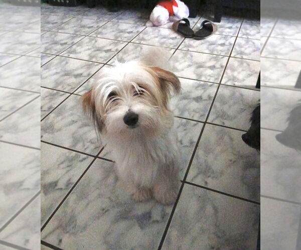 Medium Photo #2 Mutt Puppy For Sale in Valrico, FL, USA