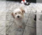 Small #1 Mutt