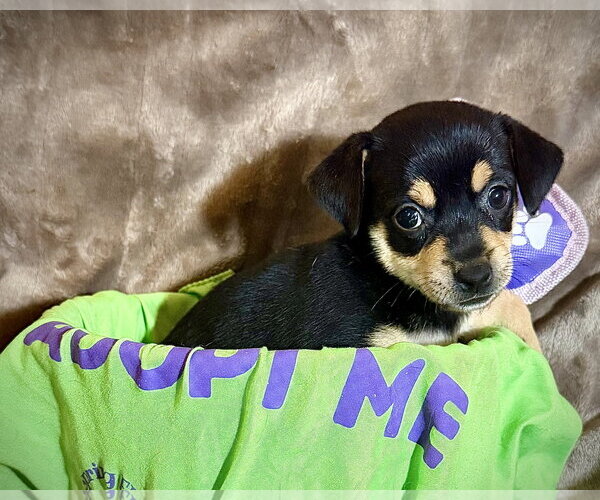 Medium Photo #2 Rat Terrier Puppy For Sale in Holly Springs, NC, USA